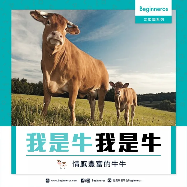 【動物冷知識】情感豐富的牛牛
