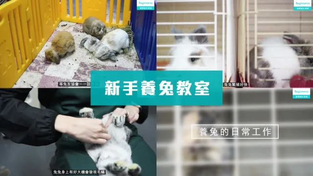 新手養兔教學