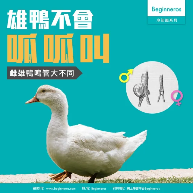 【歷史冷知識】雄鴨不會呱呱叫