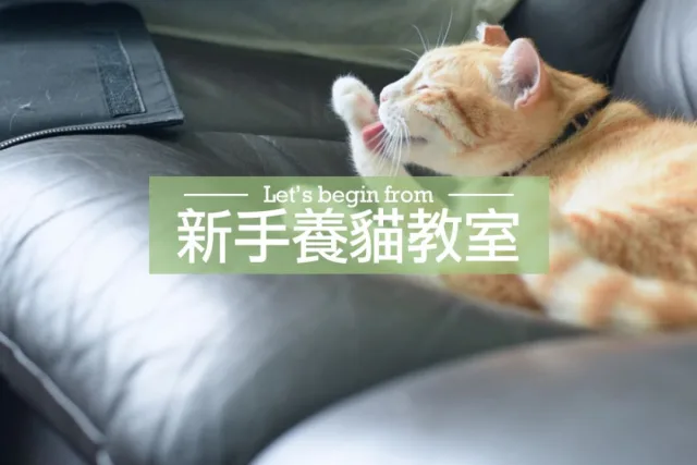 新手養貓教學