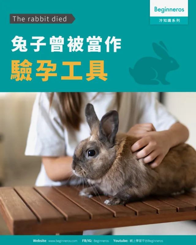 【The rabbit died︱兔子曾被當作驗孕工具】