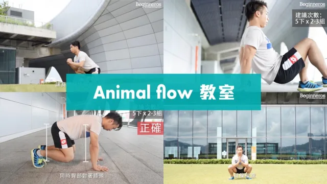Animal Flow入門