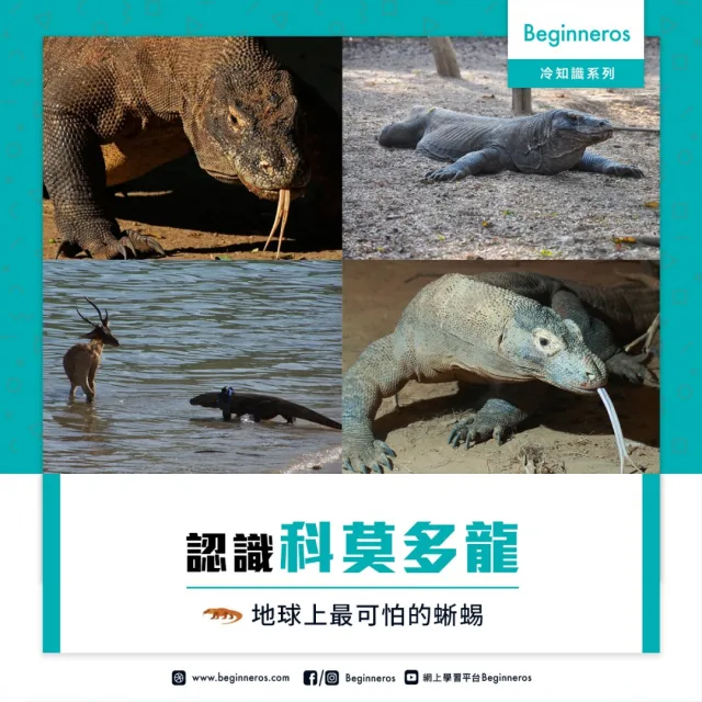 【動物冷知識】地球上最可怕的蜥蜴：科莫多龍