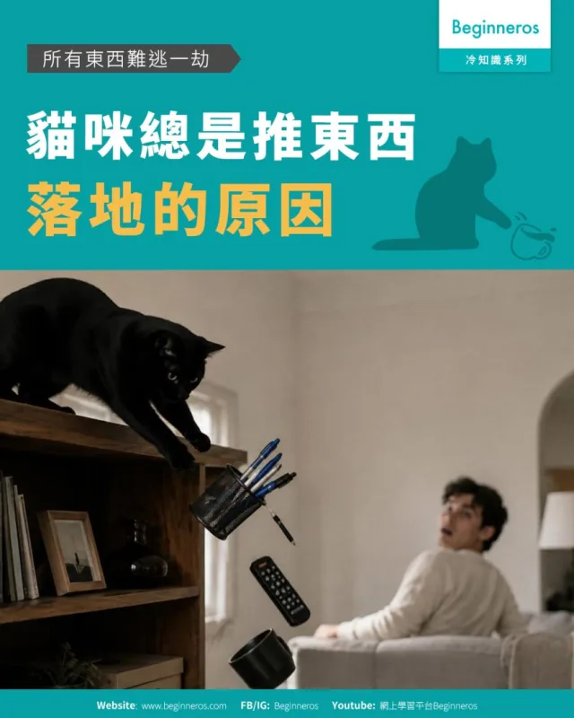 【所有東西難逃一劫︱#貓咪總是推東西落地的原因】