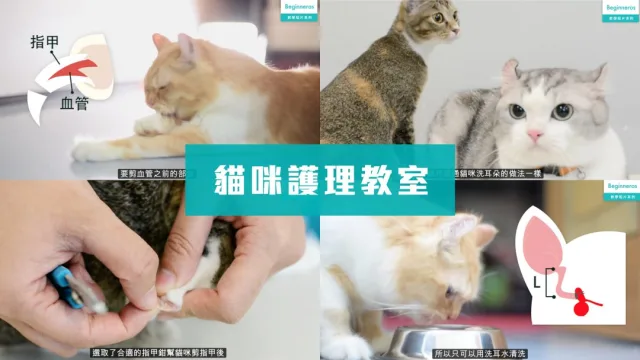 貓咪護理教學