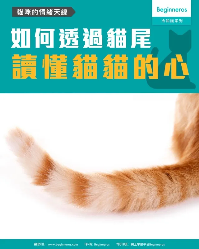【貓咪的情緒天線｜如何透過貓尾讀懂貓貓的心】