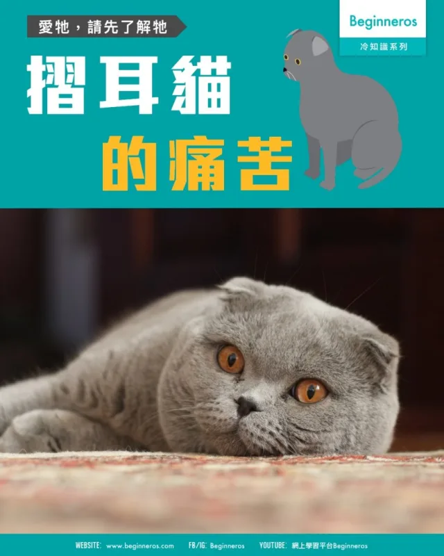 【愛牠，請先了解牠｜摺耳貓的痛苦】